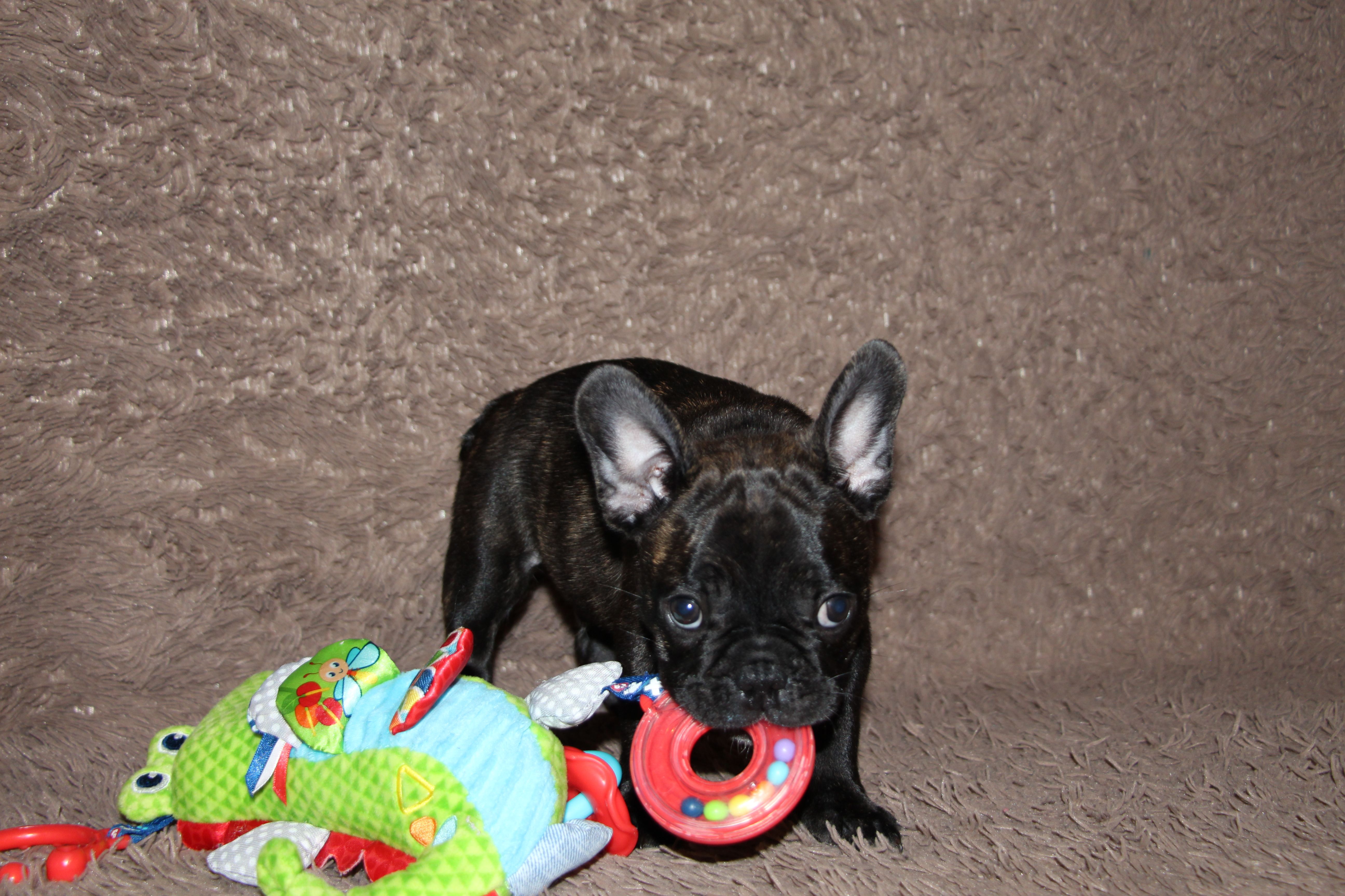 <svg class='blue'></svg> <b>Marrel</b> <svg class='blue'></svg>